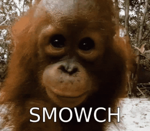 Baby Orangutan Smowch GIF
