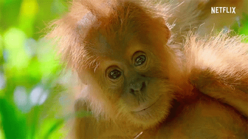 Baby Orangutan Staring GIF