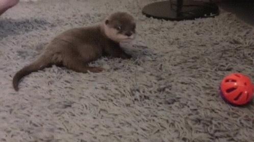 Baby Otter Rolling Over GIF