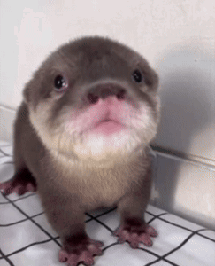Baby Otter Sitting on Checkered Floor