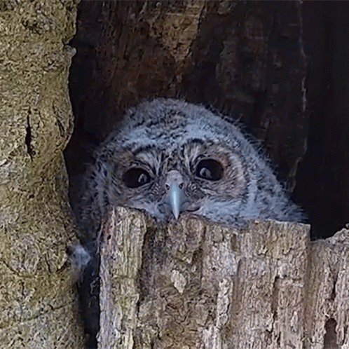 Baby Owl Peeking Out of Tree Hole