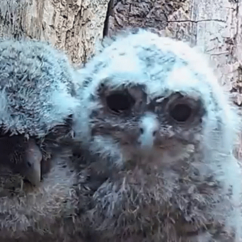 Baby Owl Sitting Next to Tree