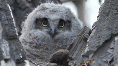 Baby Owl Sitting on Tree Branch