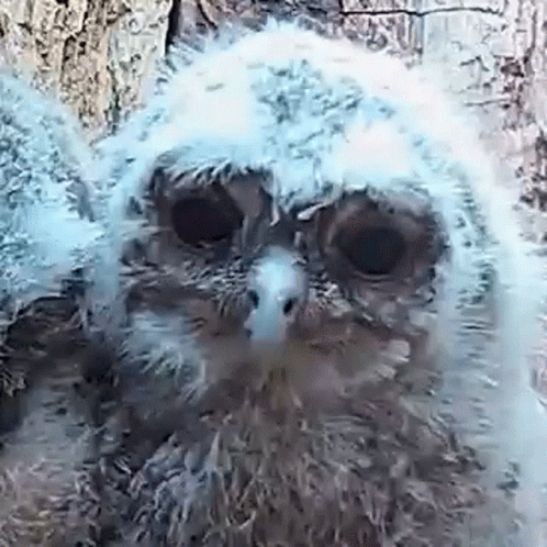 Baby Owl Sitting on Tree Branch