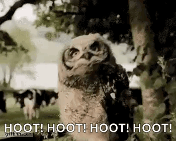 Baby Owl Standing Near Tree