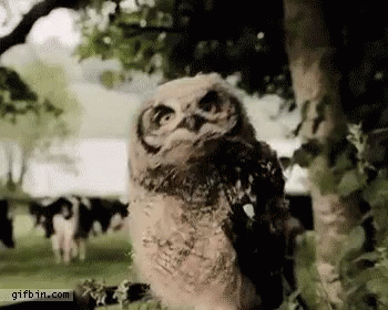 Baby Owl Standing Next to Tree