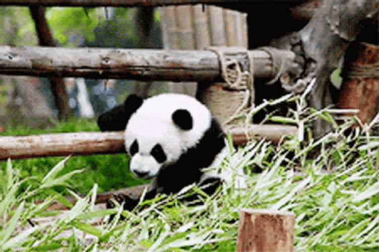 Baby Panda Animal GIF.
