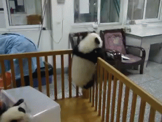 Baby Panda Crib Escape GIF