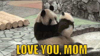 Baby Panda Hugging Mommy Panda Love You Mom GIF