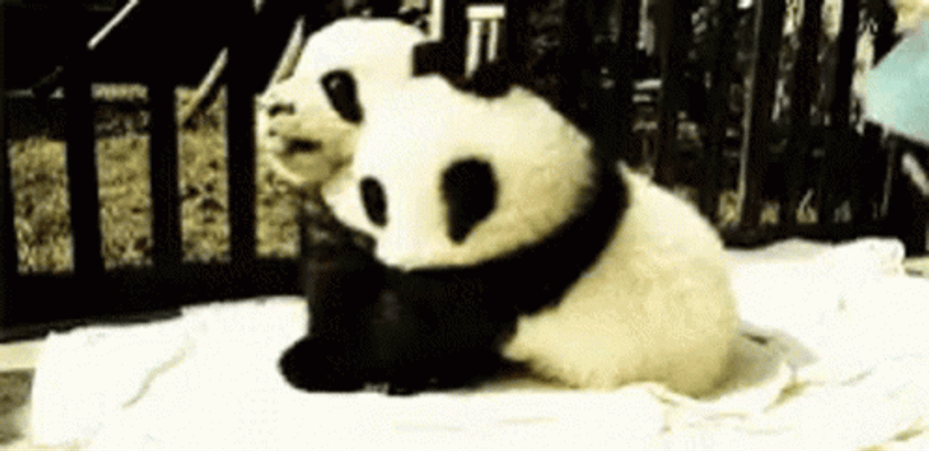 cute baby pandas on a slide