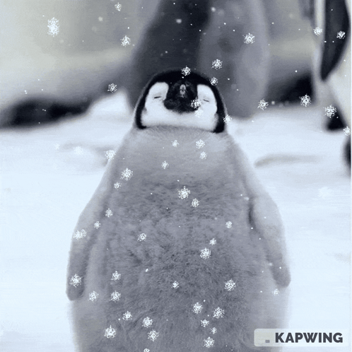 Baby Penguin Standing in Snow