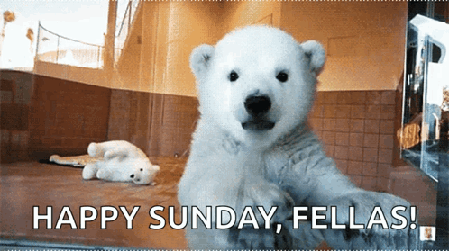 Baby Polar Bear Waving Happy Sunday Fellas GIF