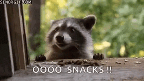 Baby Raccoon Eating Snacks GIF