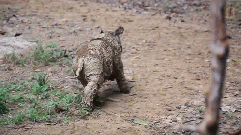 Baby Rhino Running Through Dirt