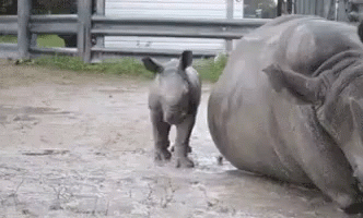 Baby Rhino Walking Next to Mother