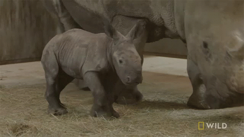 Baby Rhino Walking with Mother Saying Wild