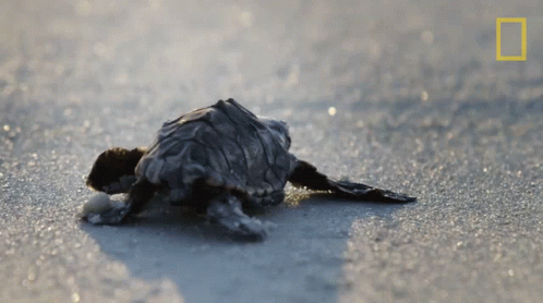 Baby Sea Turtle Crawling National Geographic Beach