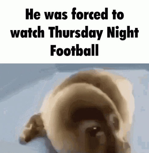 Baby Seal Forced To Watch Thursday Night Football GIF