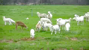 Baby Sheep Playing GIF