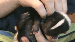 Baby Skunk Loves Petting GIF