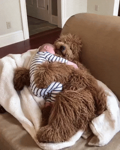 Baby Sleeps With Big Dog GIF