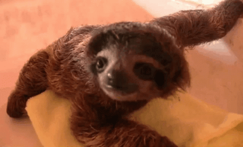 Baby Sloth Crouching GIF