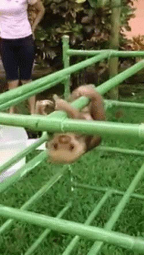 Baby Sloth Hanging GIF