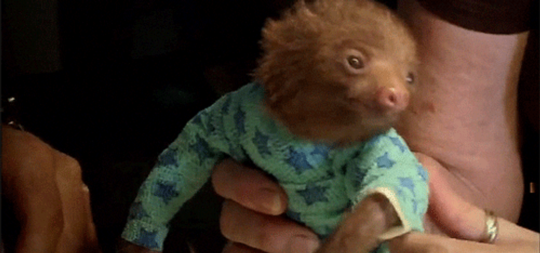 Baby Sloth Reaching GIF