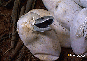 Baby Snake Out Of The Egg GIF