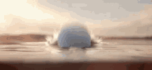 Baby Squirtle Being Cute GIF