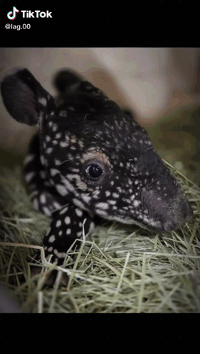 Baby Tapir Lying In Hay GIF
