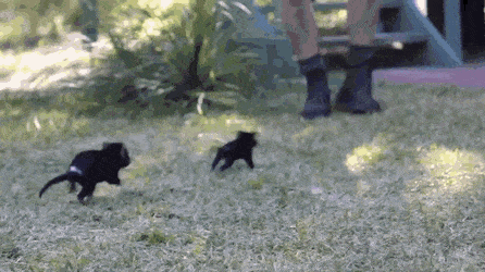 Baby Tasmanian Devil Running Around GIF