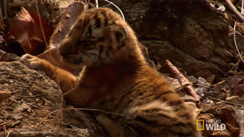 Baby Tiger Cub Laying On Rock National Geographic Wild GIF