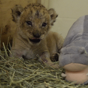 Baby Tiger Yawn Night Night GIF