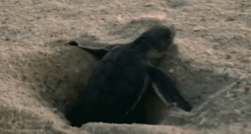 Baby Turtle Trying To Escape Quicksand GIF