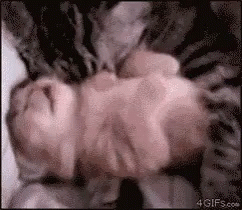 Baby Wrapped in Blanket Sleeping