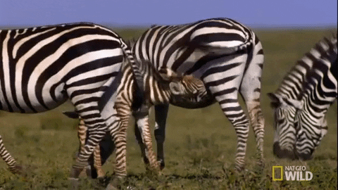 Baby Zebra Drinking Milk From Its Mother GIF