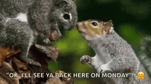 Back Here On Monday Squirrel Meme GIF