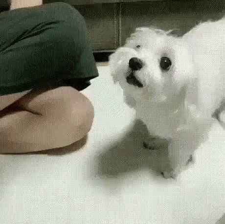 Back It Up Terry Cute Puppy GIF