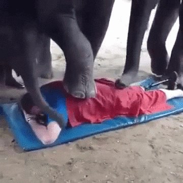Back Massage Funny Elephants Stepping Nose Hit GIF