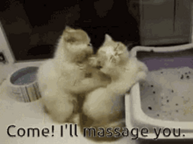 Back Massage Kneading Cats Sweet Couple Meme GIF 