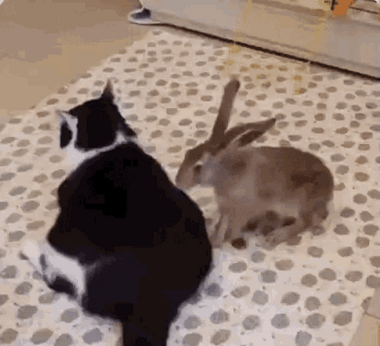 Back Massage Rabbit Cat GIF