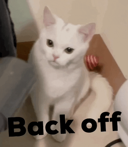 Back Off Angry White Cat GIF