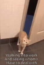 Back To Work Monday Hiding Cat GIF