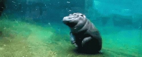 Backflip Of The Hippo Underwater GIF