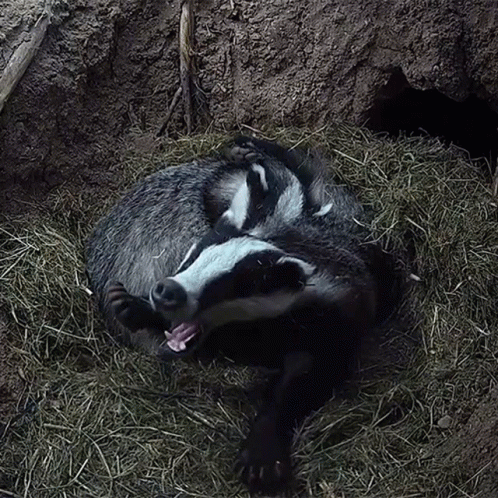 Badger Laying Down in Hay