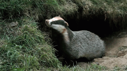 Badger Looking Out Of Hole In Ground
