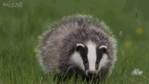 Badger Standing in Grass Robert E Fuller Wildlife Films