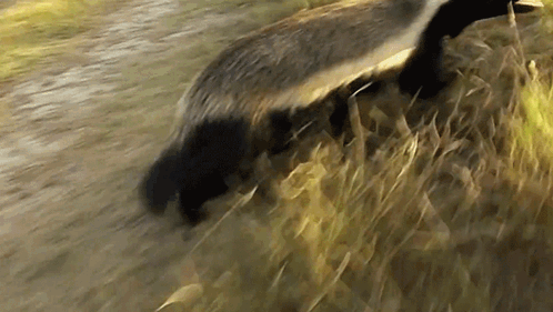 Badger Walking Through Grassy Field