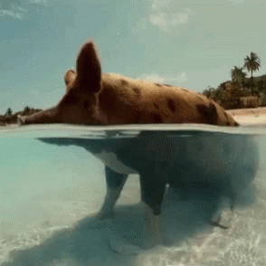 Bahamas Beach Pig GIF
